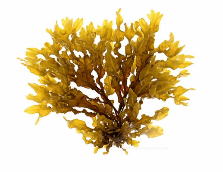 Fucus vesicularis li Inno Gialuron