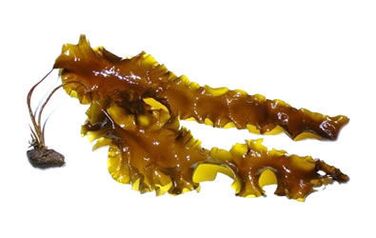 Laminaria digitalis di krema Inno Gialuron de