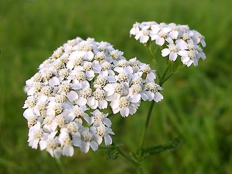Maskek hişkkirina çermê yarrow